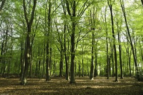 Poszter 30x20cm Tavaszi erdő