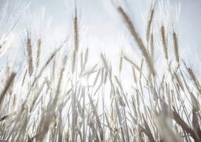 Poszter 84x59,5cm Napsugarak az árpán keresztül, Assaf Frank