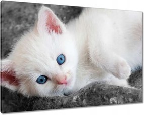 Vászonkép 100x70 Cica