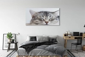 Canvas képek álmos macska 125x50 cm