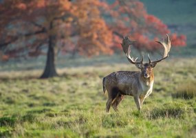 Poszter 66,5x46,5cm Szarvas a mezőn, Assaf Frank