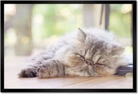 Poszterek keretben 60x40 Cica Cicák