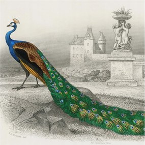 Fotótapéta Dekoratív Fali Tapéta Képek Színes tollak 250x250