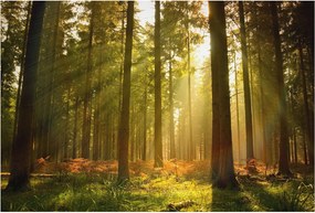 Dekoratív Fotótapéta Hálószobába Erdei reggel 104x70 Ragasztó