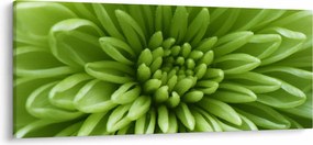 Kép - Makro kép egy növényről (120x50 cm)