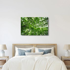 Kép - Kilátás a fák tetejére (90x60 cm)