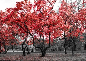 Kép - vörös fák, Central Park, New York (üvegen) (70x50 cm)