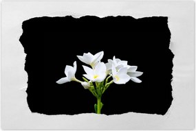 Poszterek 90x60 VirĂĄg Frangipani plumeria