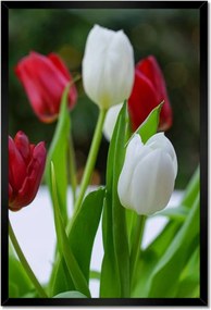 Poszterek keretben 40x60 Tulipánok Virágok