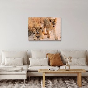 Egy oroszlán képe (70x50 cm)