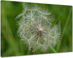 Vászonkép 100x70 Pitypang Virág Virágok