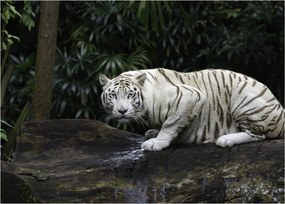 Kép - albínó tigris (70x50 cm)