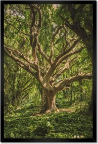 Poszterek keretben 40x60 Fa a parkban