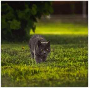 Poszterek 30x30 Cica Cicák