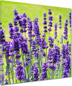Vászonkép 90x90 Levendula virágok