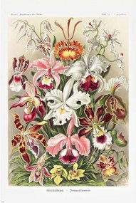 Plakát Ernst Haeckel - Orchideen, (61 x 91.5 cm)