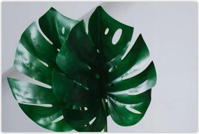 Poszterek 120x80 Mosnter levelek lyukas