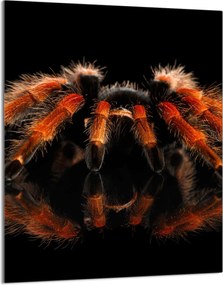 Üveg Vágódeszka 40x52 Pók a Konyhába