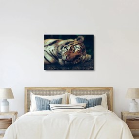 Kép - Szibériai tigris (70x50 cm)