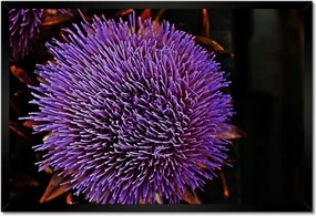 Poszter keretben 60x40 Virág Lila Csipkebogyó