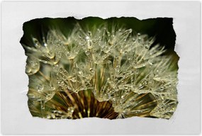 Poszterek 60x40 Pitypang Virág Virágok