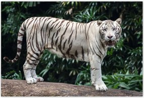 Poszterek 200x135 Fehér tigris Nagy macska