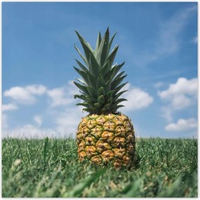 Poszterek 70x70 Ananász tájkép