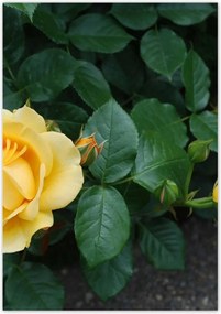 Poszterek 70x100 Sárga rózsa