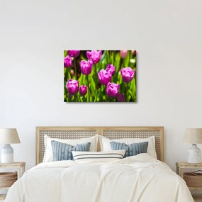 Tulipánok a réten képe (70x50 cm)