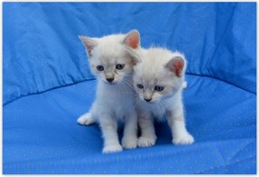 Fotótapéta flizelina 152x104 Aranyos cicák Cicák