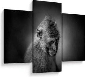 Kép - Majom (90x60 cm)