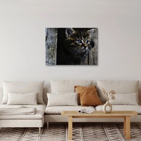 Cica képe (70x50 cm)