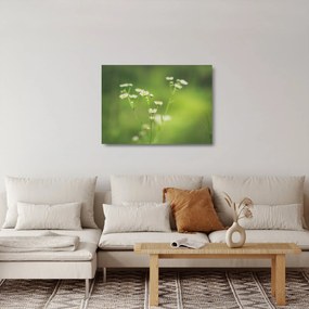 Egy százszorszép képe (üvegen) (70x50 cm)