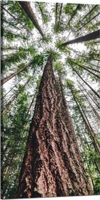 Vászonkép Fák Ég Természet Művészet 60x120 cm