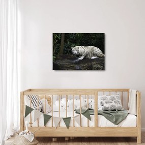 Kép - albínó tigris (üvegen) (70x50 cm)