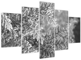 Kép - Lucfenyő erdő (150x105 cm)