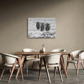 Kép - Skót tehenek, fekete-fehér (70x50 cm)