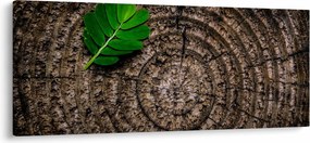 Kép egy levél a fatörzsön (120x50 cm)