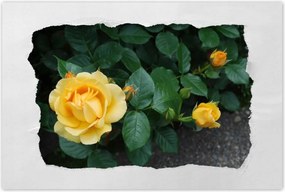 Poszterek 120x80 Sárga rózsa