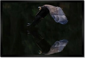 Poszterek keretben 60x40 Madarak