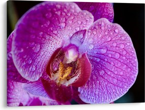 Részletes kép az orchidea virágról (70x50 cm)