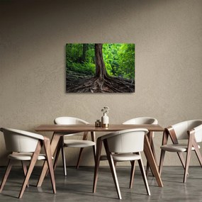 Kép - Öreg fa gyökere (üvegen) (70x50 cm)