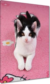 Vászonkép 70x100 Cica Cicák