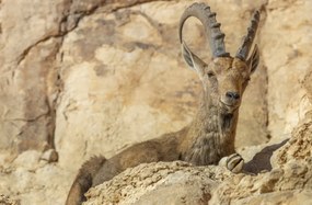 Poszter 91,5x60cm Nubiana Ibex 4, Assaf Frank