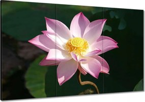 Vászonkép 120x80 Lótusz Lótuszvirág