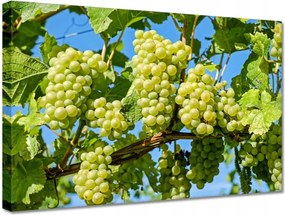 Vászonkép 30x20 Zöld szőlő