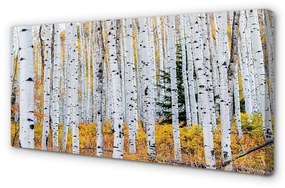 Canvas képek őszi nyírfa 100x50 cm