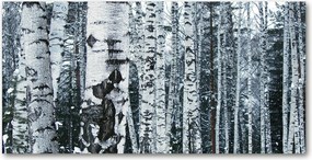 Fotó kép edzett üveg Nyírfák 140x70