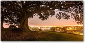 Fotó kép edzett üveg Öreg fa 140x70