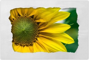 Poszter 60x40 Napraforgó Virág